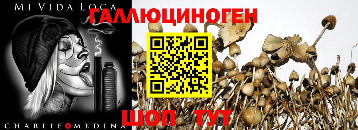 Галлюциногенные грибы Psilocybe  Вход с VPN  Сочи 